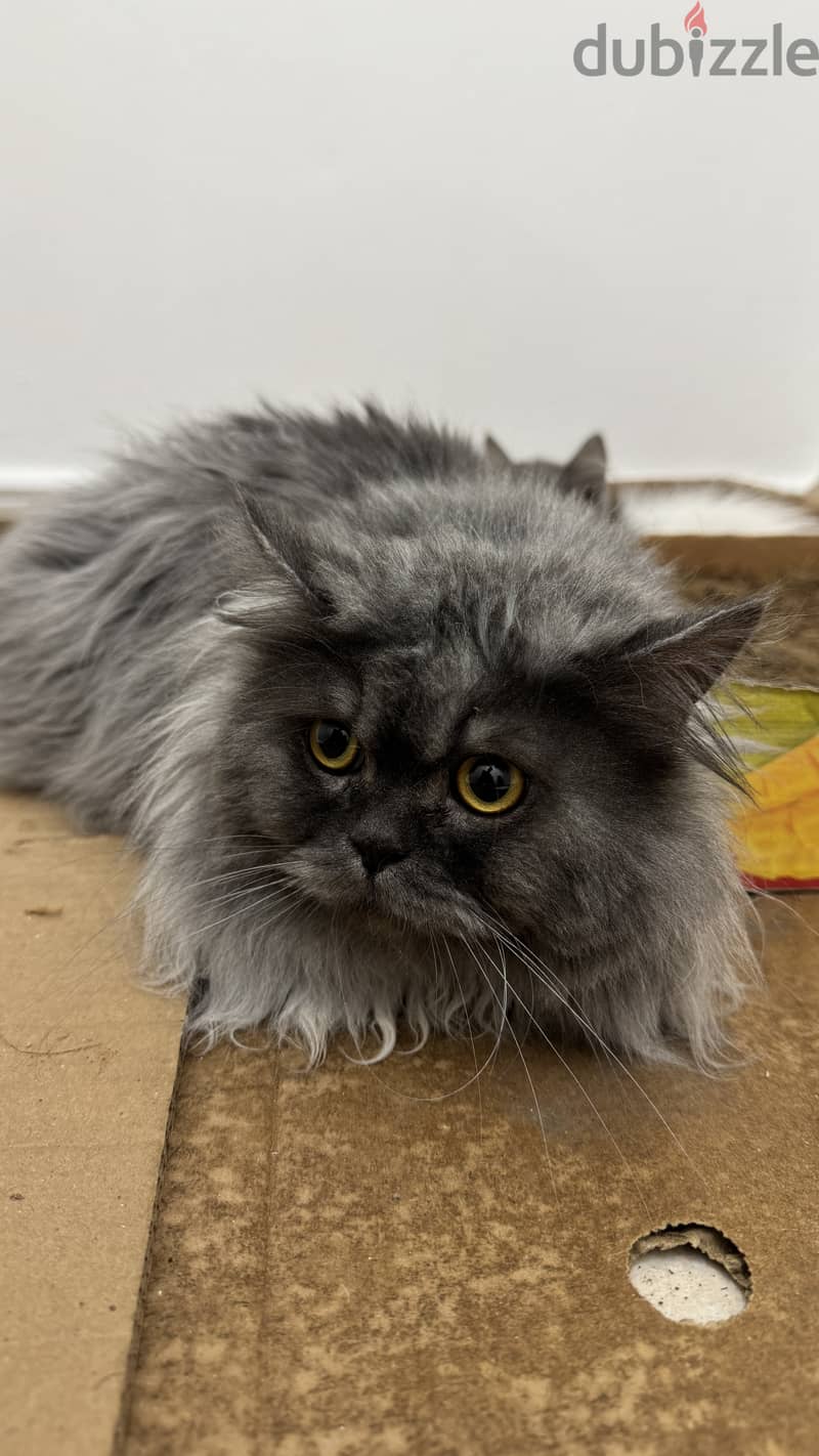 Persian cat 0