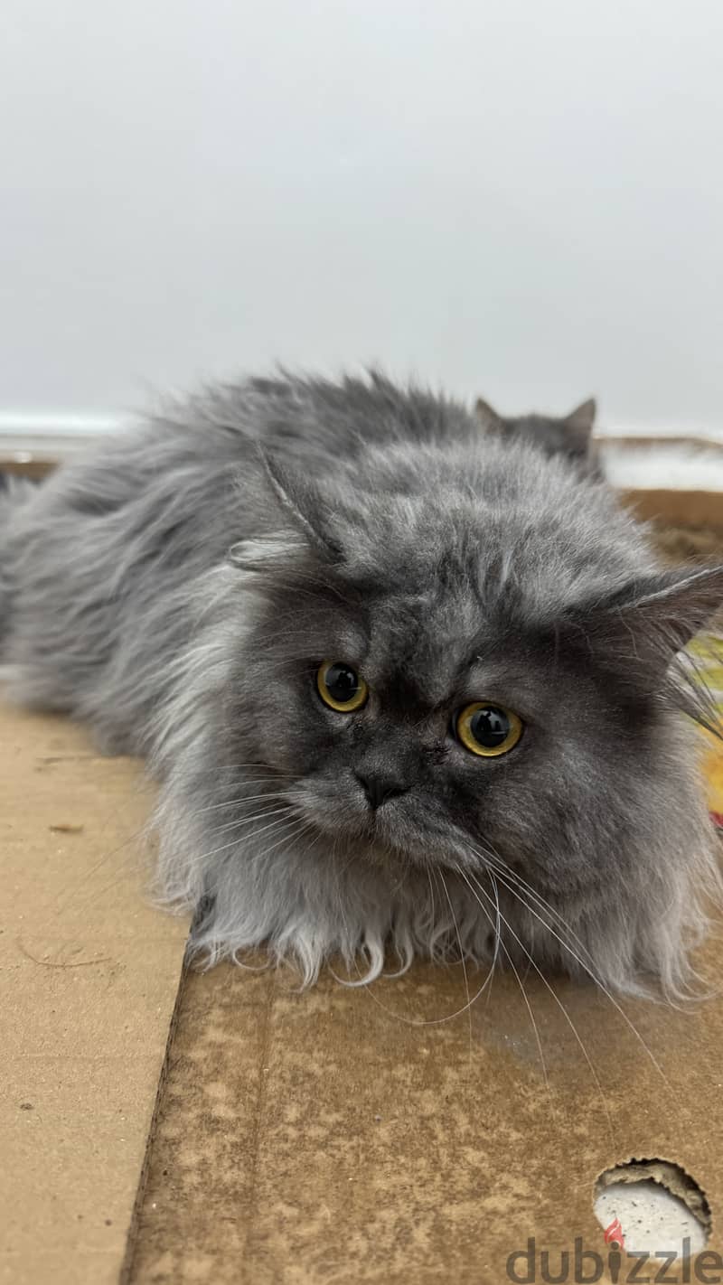 Persian cat 2