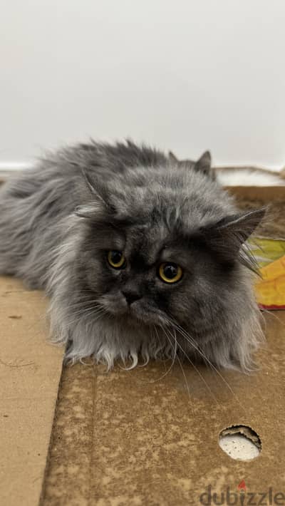 Persian cat