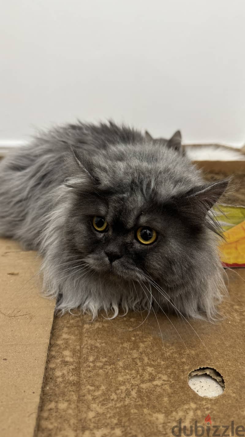 Persian cat 0