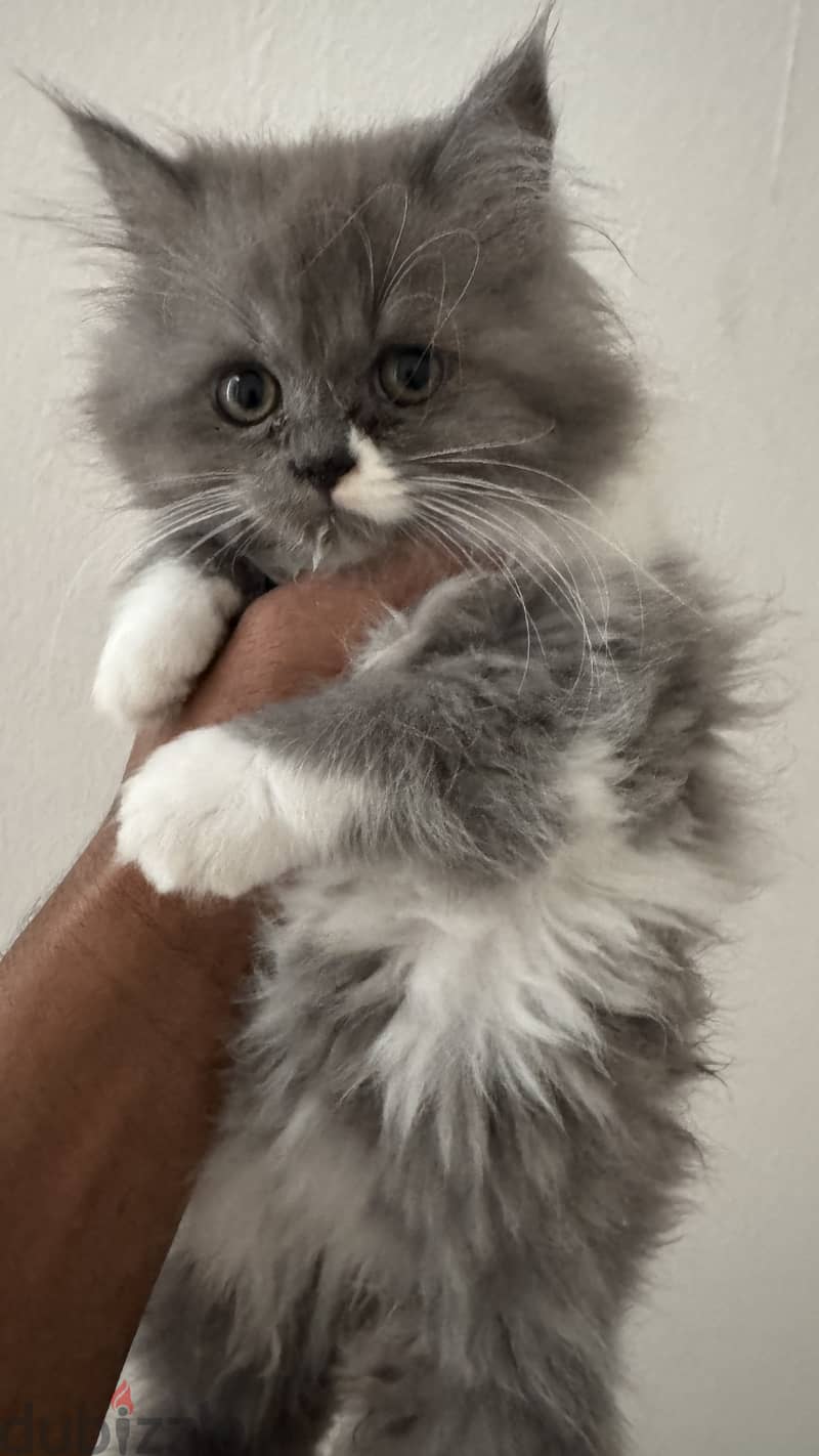 Persian cat 2