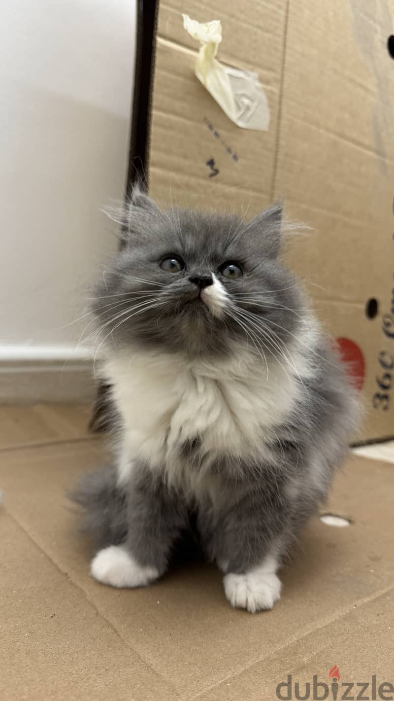 Persian cat 5