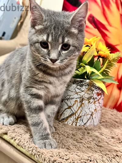 male british short hair kitten