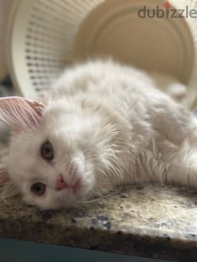 cat for sale Persian Turkish شيرازيه تركيه قطط للبيع