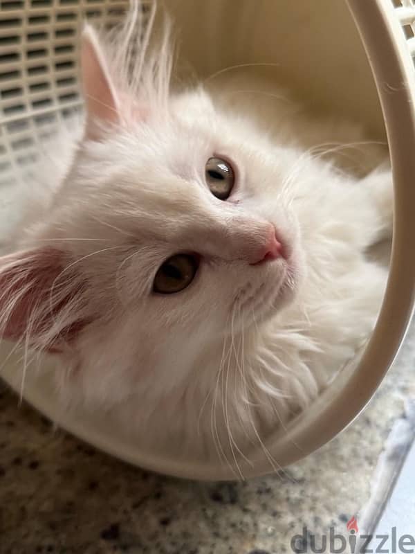 cat for sale Persian Turkish شيرازيه تركيه قطط للبيع 1