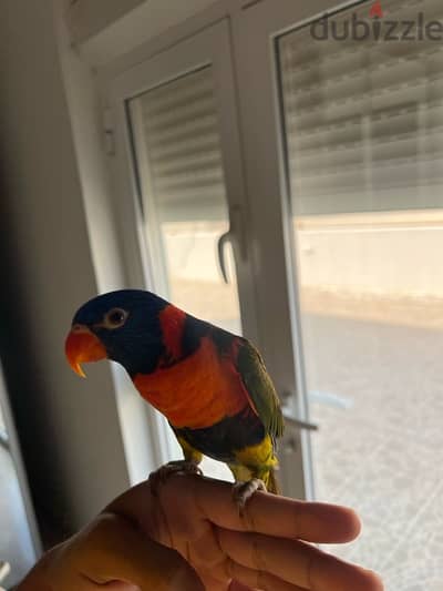 ببغاء لوري للبيع  lorikeet for sale