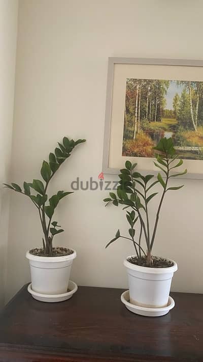 Ziziphyus plants