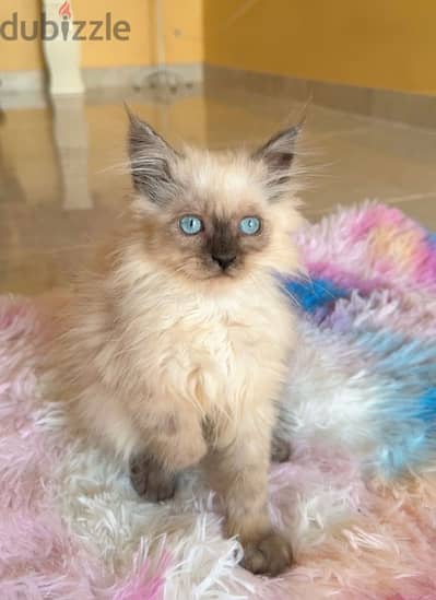 Himalayan Kitten