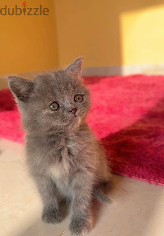 British shorthair 1.5 month old 0