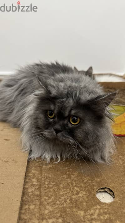 Persian cat