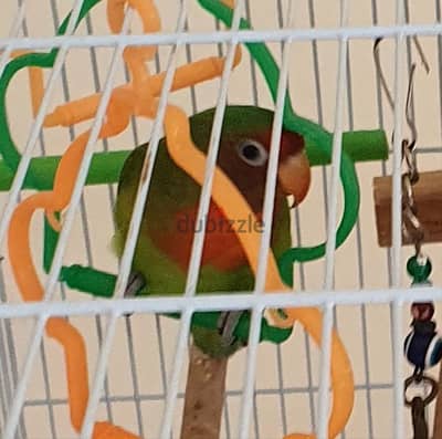 Rose lovebird (male) for Sale.