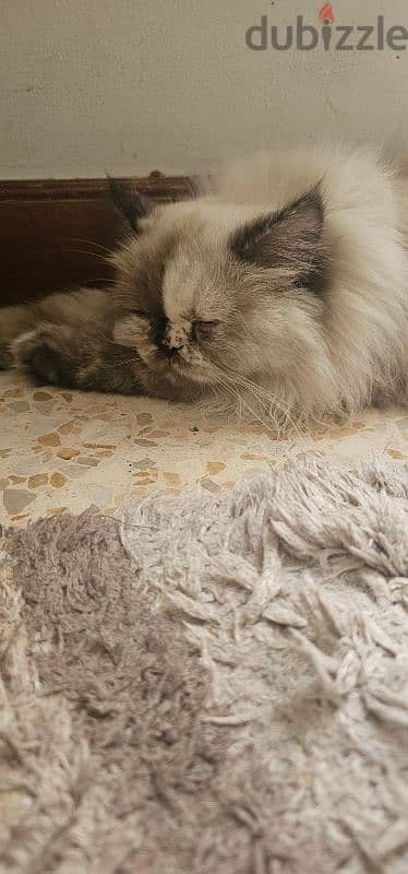 Female ragdoll for adoption