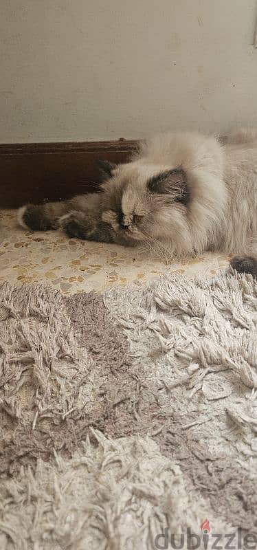 Female ragdoll for adoption 1