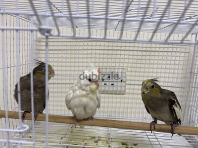 COCKATIEL BIRDS