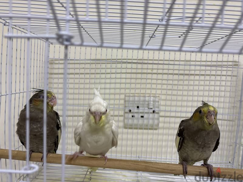 COCKATIEL BIRDS 1