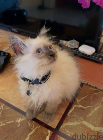 Himalayan Kitten 3 month old