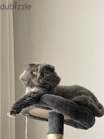 Male Scottish fold