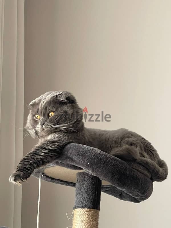 Male Scottish fold - 100 riyals 1