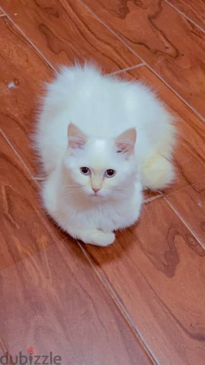 female cat 5 months old so cute قطه انثى جميله ولعوبعه