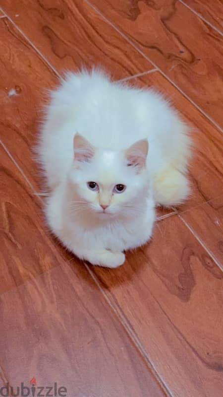 female cat 5 months old so cute قطه انثى جميله ولعوبعه 0