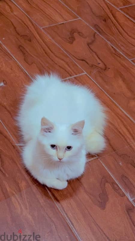 female cat 5 months old so cute قطه انثى جميله ولعوبعه 2