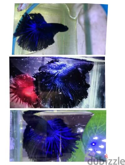 Rare colour breeder male betta