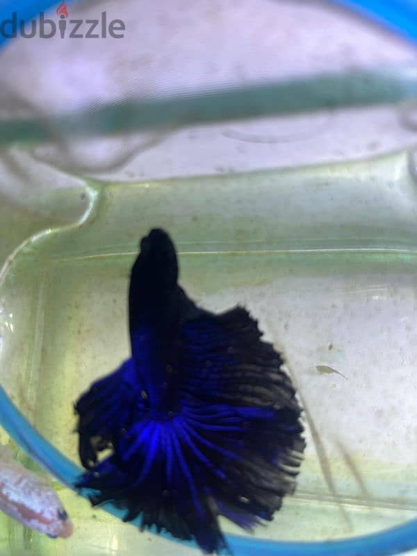 Rare colour breeder male betta 2