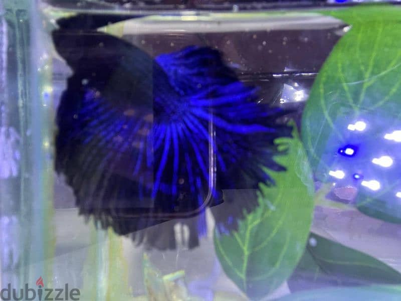 Rare colour breeder male betta 3