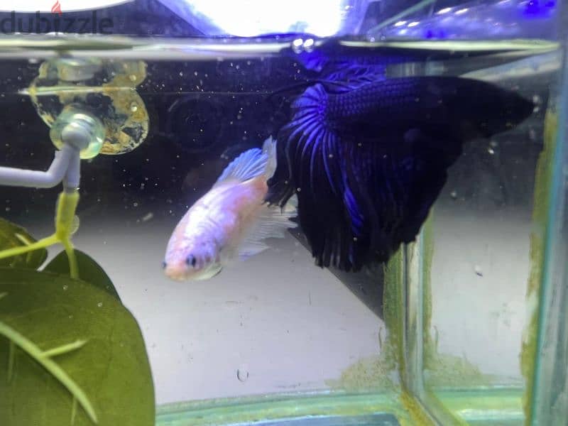 Rare colour breeder male betta 4