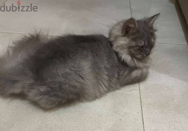 Cats male shiraze white color for sell three cats for 30 rials 5