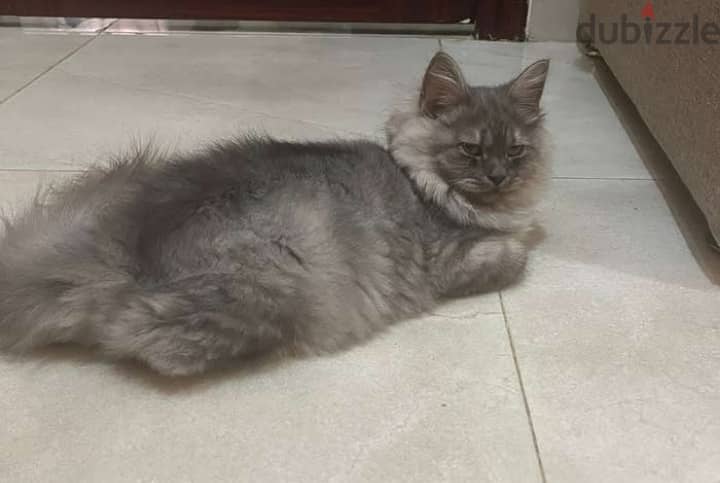 Cats male shiraze white color for sell three cats for 30 rials 6