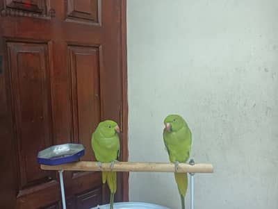 Beautiful Green Parrot for Sale & Training Stand