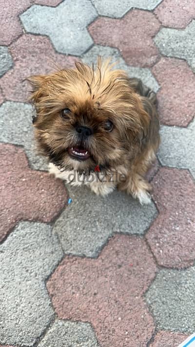 “Cute Shih Tzu for Sale – Puppy Ready for a New Home!”