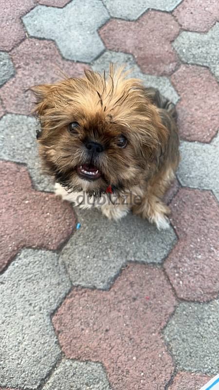 “Cute Shih Tzu for Sale – Puppy Ready for a New Home!” 0