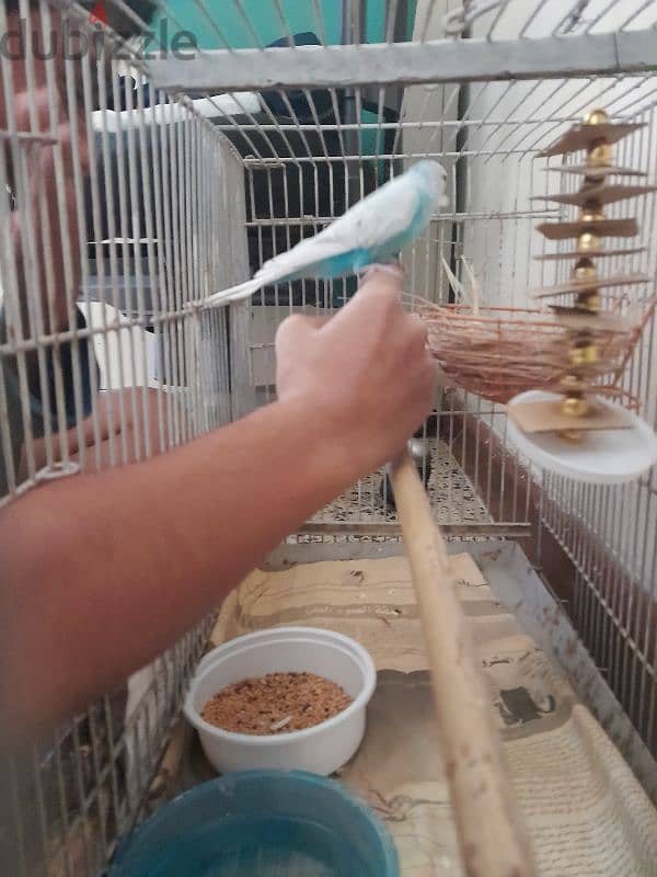 cute 2 mont old Budgie 0