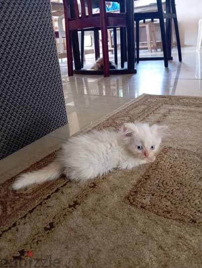 persian kitten