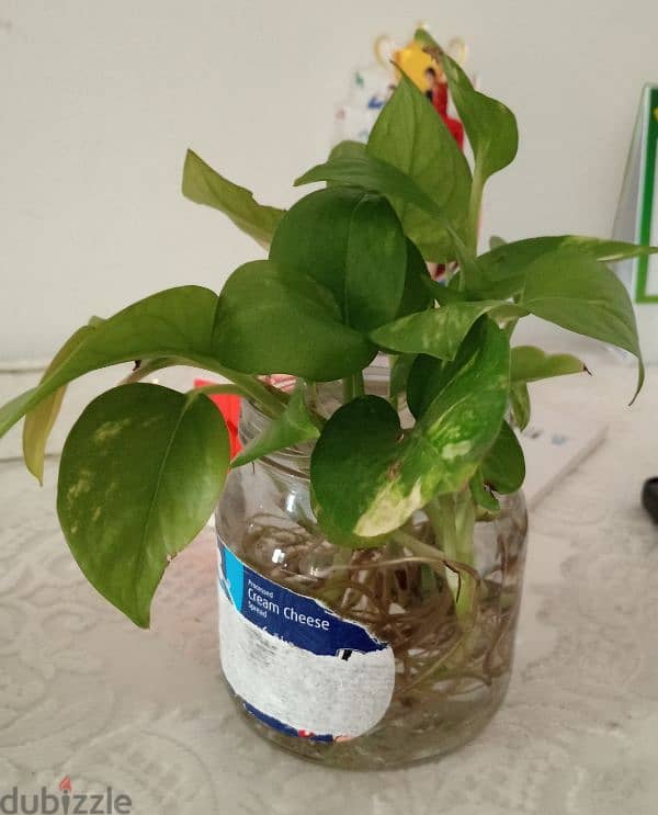 money plant 0