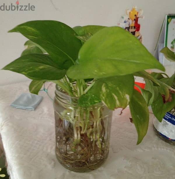 money plant 1