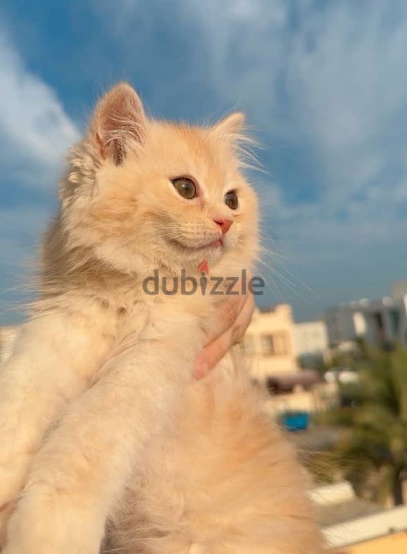 Pure persian Kitten 2 month old 0