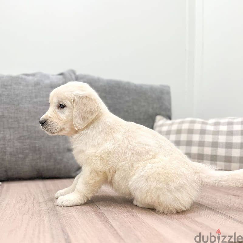 Golden retriever for sale 1