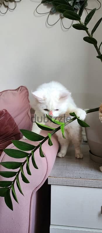 Turkish Angora 4 month kitten