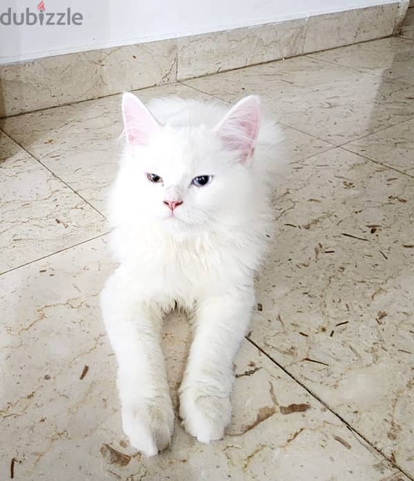 Turkish Angora 4 month kitten 1