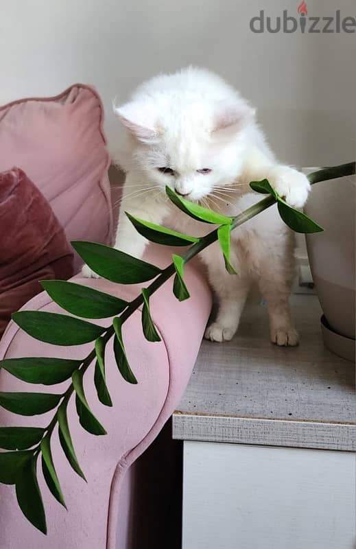 Turkish Angora 4 month kitten 2