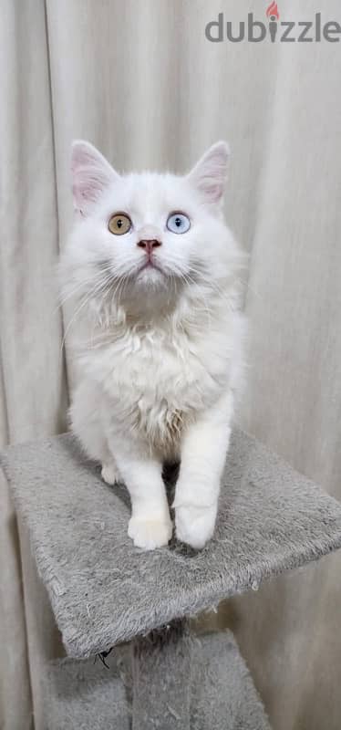 Turkish Angora 4 month kitten 3