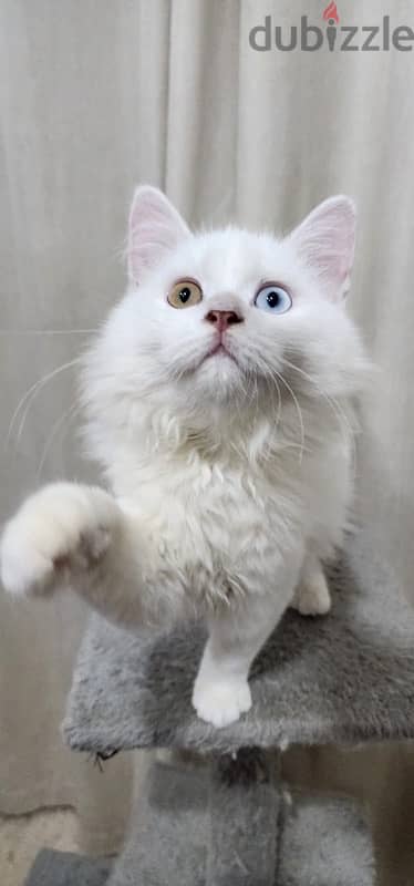 Turkish Angora 4 month kitten 4