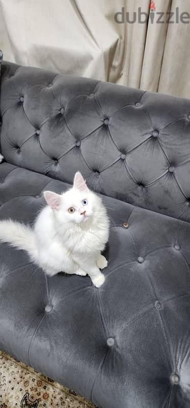 Turkish Angora 4 month kitten 5