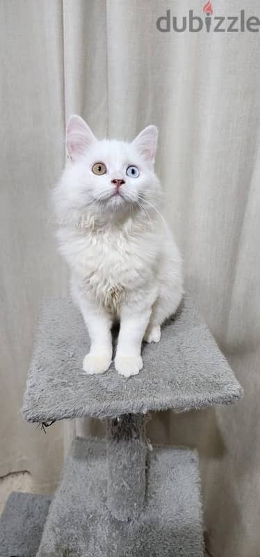 Turkish Angora 4 month kitten 6