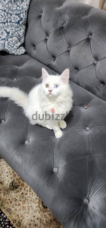 Turkish Angora 4 month kitten 7