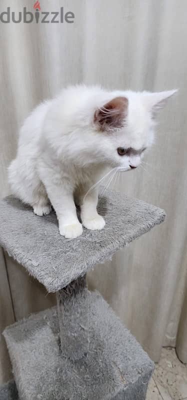 Turkish Angora 4 month kitten 8