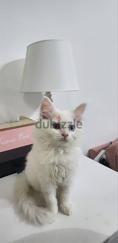 Turkish Angora 4 month kitten 9